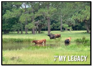 Create Your Legacy with VP